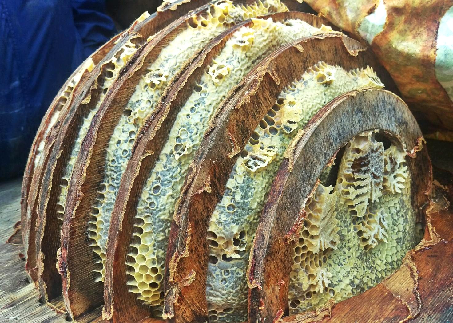 SunhiveHoneycomb